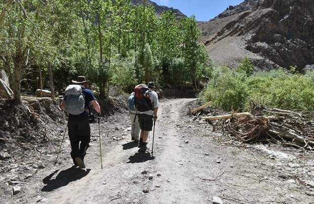 За 4 дня экспедиция преодолела 80 км Ладакх, баран, встреча, животные, индия, природа, тибетский аргали
