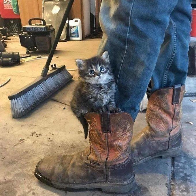 Мурчалки животные, жизнь, киски, коты