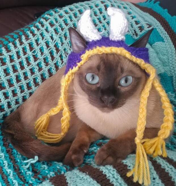 Котейки, знающие толк в моде на милые шапочки Котейки, знающие толк в моде на милые шапочки