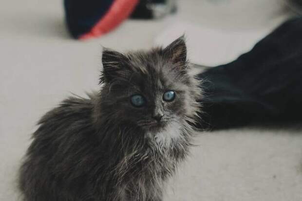 Слепой кот Мерлин - новая звезда Инстаграма СЛЕПОЙ КОТ, возьмите в приюте, доброта спасет мир, домашние животные, кот, коты, питомец, слепой котик