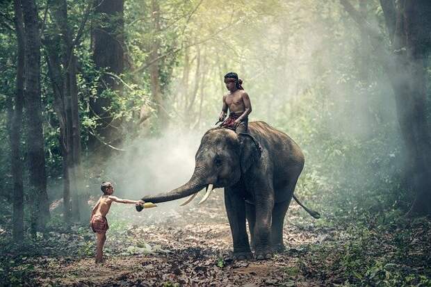 elephant-1822481_640