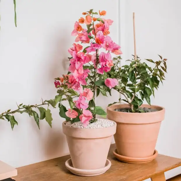 Эти комнатные растения цветут круглый год
