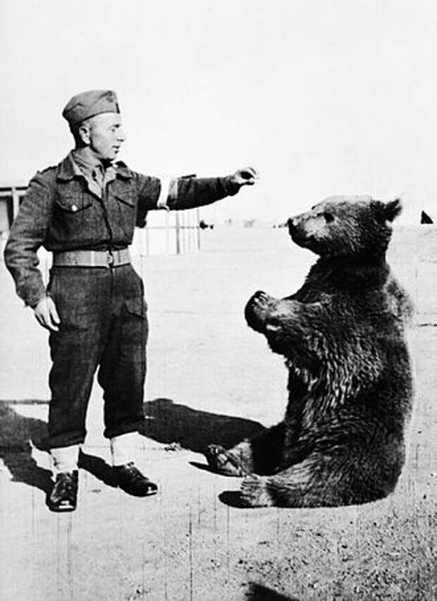 https://upload.wikimedia.org/wikipedia/commons/thumb/a/ab/Wojtek_the_bear.jpg/330px-Wojtek_the_bear.jpg