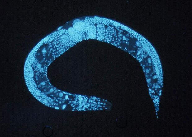 Долголетие червей-мутантов объяснили через митохондрии
