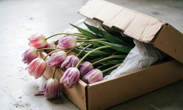 Жители Архангельской области обсуждают судьбу нераспроданных цветов