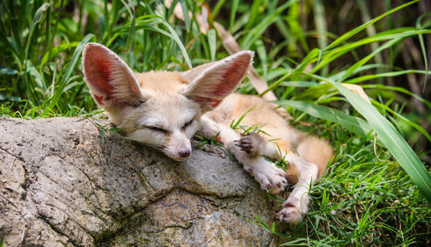 Как спят животные?