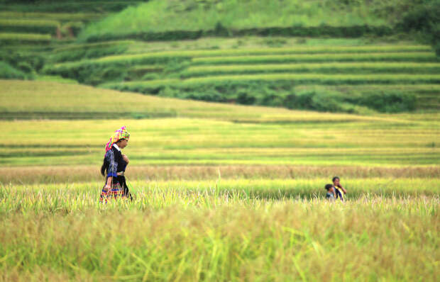 Рисовые поля в провинции Йенбай, Вьетнам