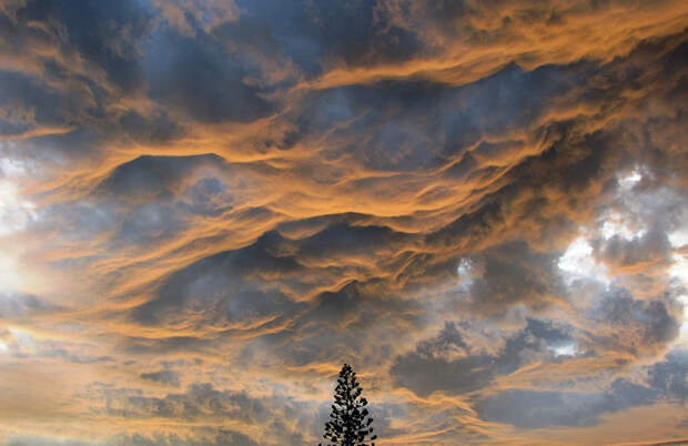 Шероховатые волны (Undulatus asperatus)