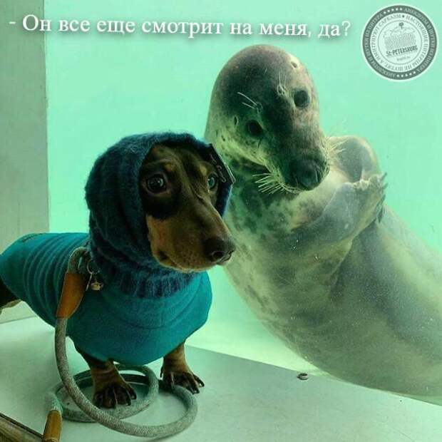 смотрит