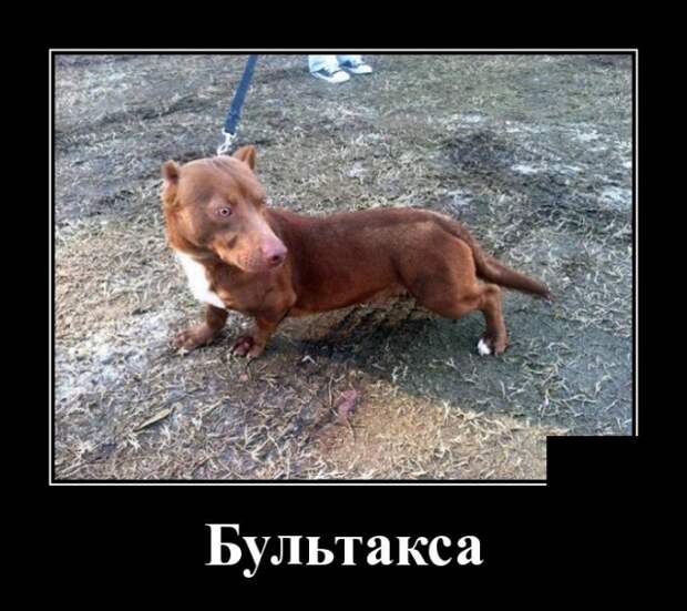 demotivatory-demotivator-smeshnye-demotivatory-demotivator-so-smyslom