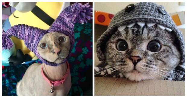 Котейки, знающие толк в моде на милые шапочки Котейки, знающие толк в моде на милые шапочки