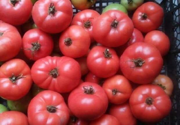 самые урожайные томаты