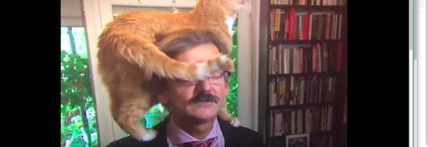 Кот сделал телевизионное интервью историка незабываемым Dr Jerzy Targalski, NTR, без кота и жизнь не та, в мире животных, видео, интервью, коты