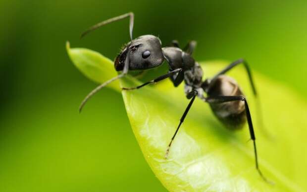 муравей на листе