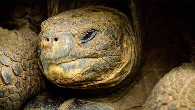 На Галапагоссах нашли 30 гигантских черепах, которые помогут возродить вымершие виды