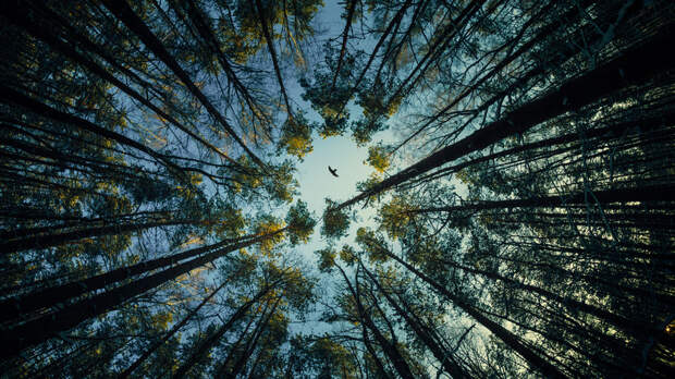 Россиянам рассказали, что климат в средней полосе России может стать мягче