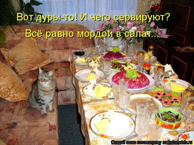Лучшие котоматрицы недели (50 фото)
