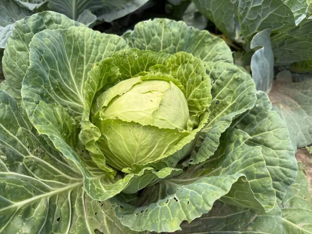  Две обязательные добавки в лунку: чтобы капуста прижилась и пошла в рост