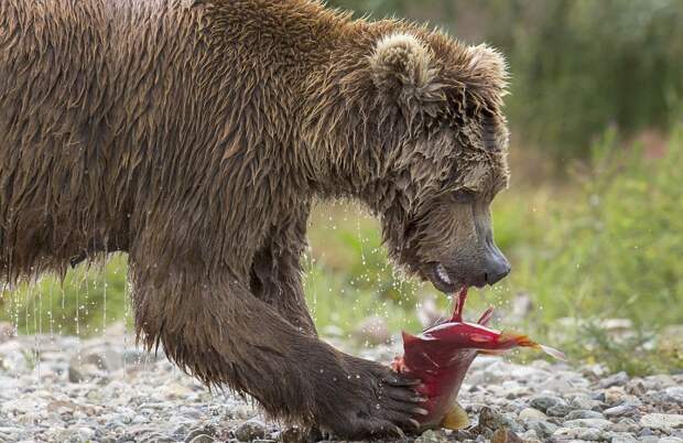 mama-bear-catches-a-salmon-to-feed-her-cubs-09