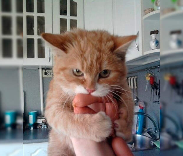 кот ворует сосиски кот ворует сосиски