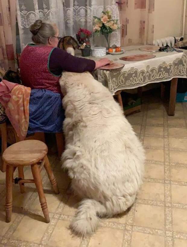 Нет, это не медведь, а пиренейская горная собака