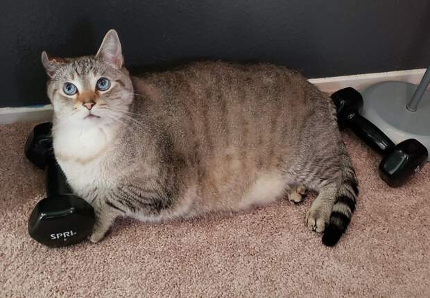 толстый кот и гантели
