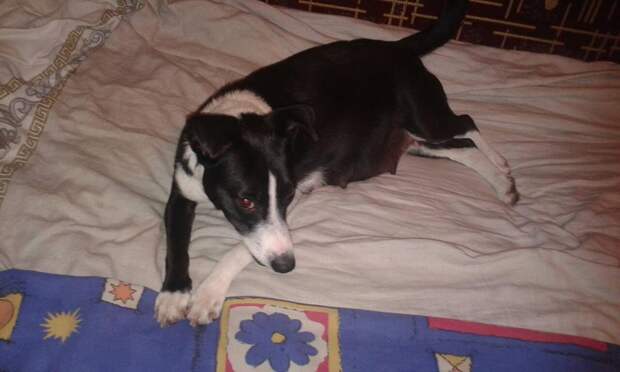 черно-белый пес на кровати