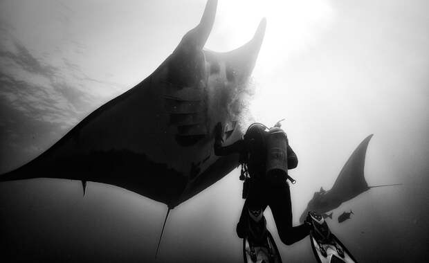 Подводное царство духозахватые чёрно-белые фотографии жизни под водой 34