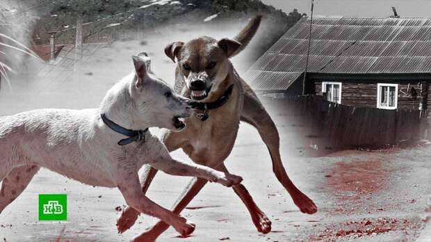 Растерзавшие ребенка собаки терроризировали башкирское село с марта