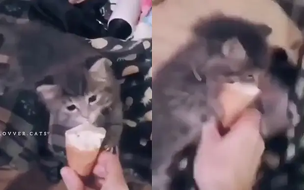 Зверский аппетит: котенок накинулся на мороженое, как на кусок мяса