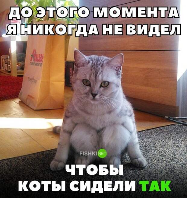 Картинки с надписями для настроения картинки с подписями, подборка, позитив, юмор
