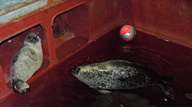 a photo of two ring seals playing on and next to a research boat