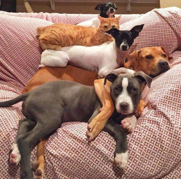 Четыре собаки и кот.