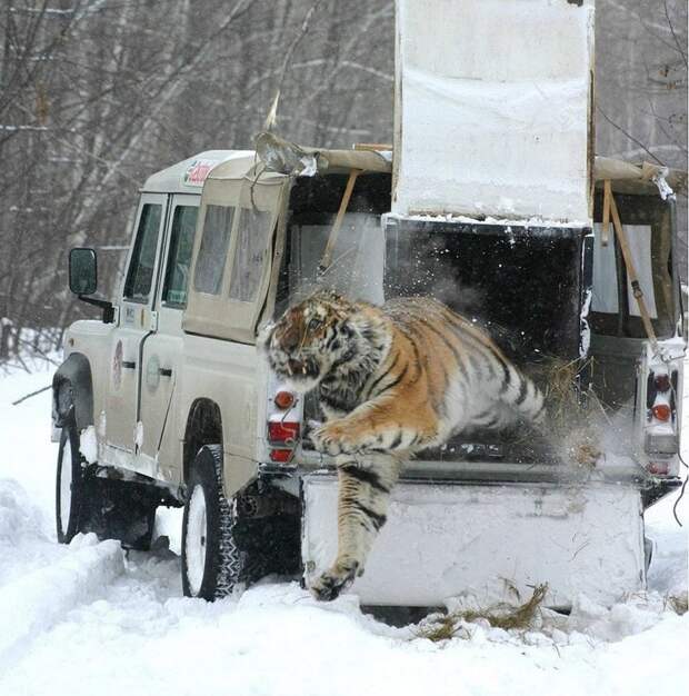 Тигр вырывается на свободу из клетки в машине на Дальнем Востоке. фото, экстрим, это интересно