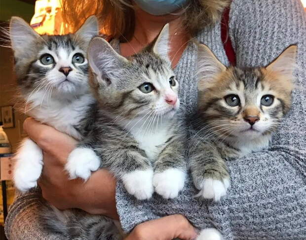Три котёнка ждали неделями, но в итоге главная мечта друзей сбылась!