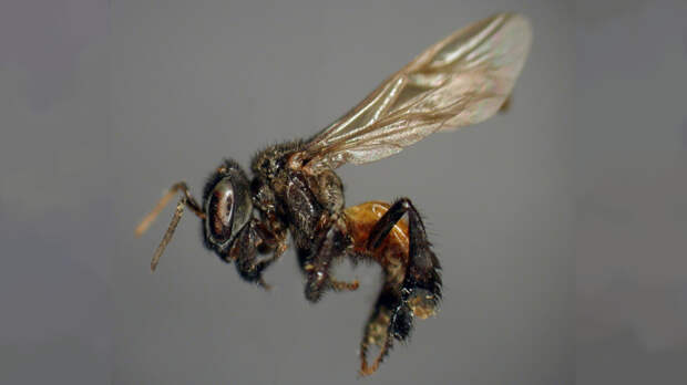 Пчелы-падальщики из Коста-Рики: они делают мед из мертвой плоти
