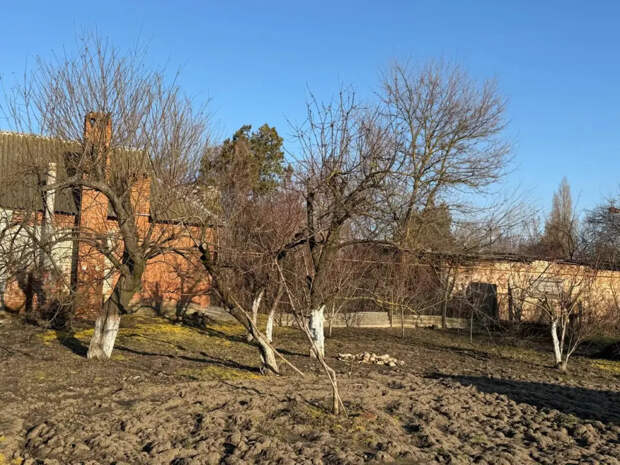 Две ложки под корень в апреле: вишня и слива завяжутся стеной, а плоды вырастут с кулак