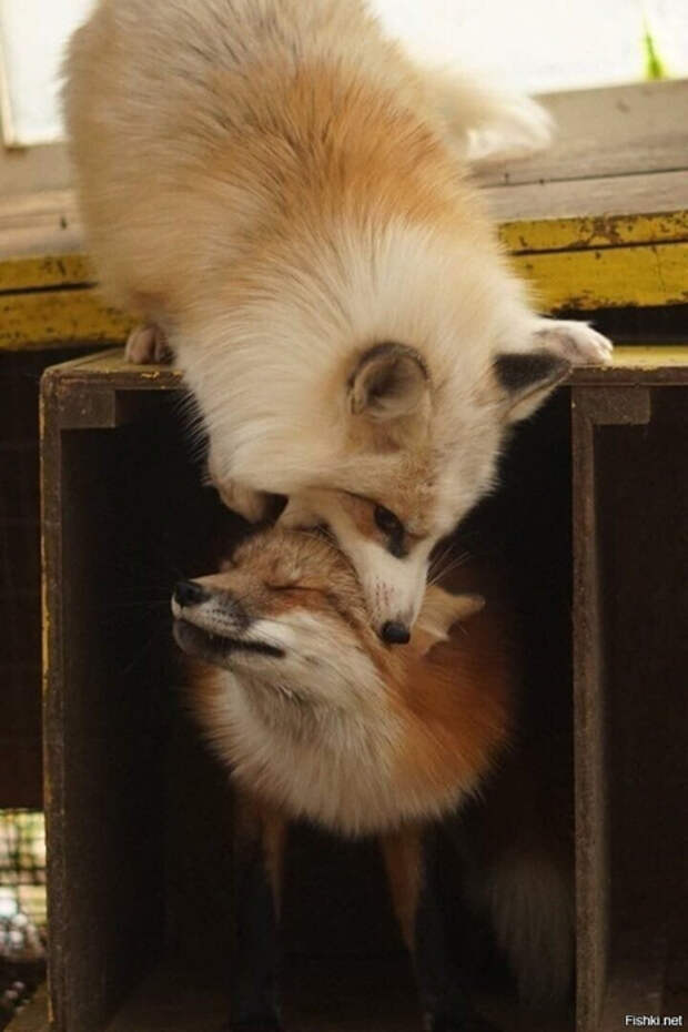 9e04b044460abfa637da9262e64bd024 (466x700, 247Kb)