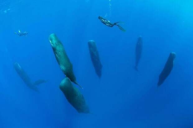 Не бойтесь. Это не подводный Стоунхендж, а спящие киты