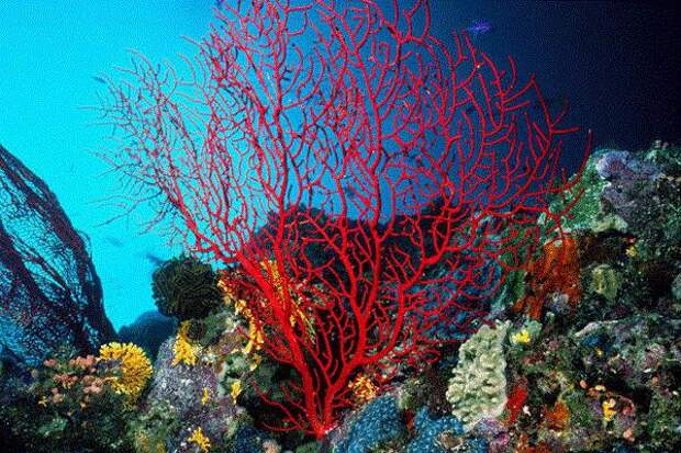 Сказочная красота кораллового рифа, или Что такое коралл