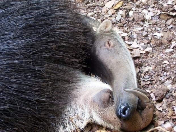 Гигантский или трехпалый муравьед (лат. Myrmecophaga tridactyla) (англ. Giant Anteater)