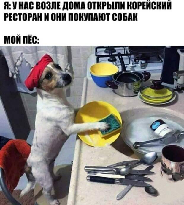 Мой пес ) Мой пес )