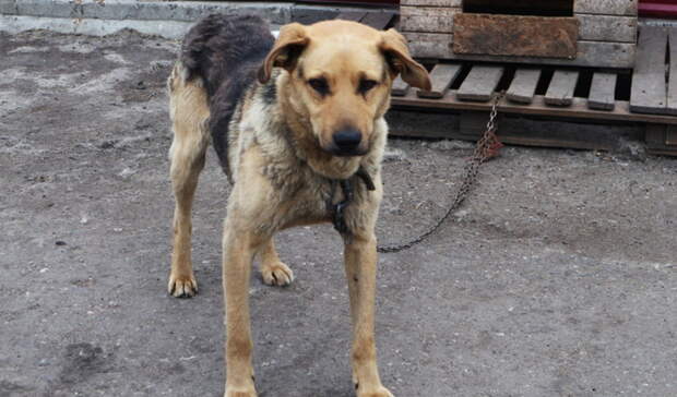Полицейские закрыли уголовное дело на белгородца, который съел собаку