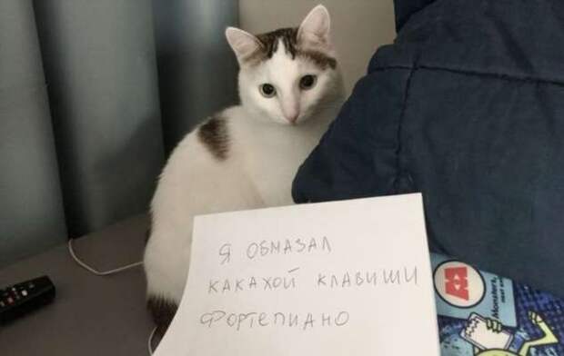 28 провинившихся котиков, которые признались в своих проделках