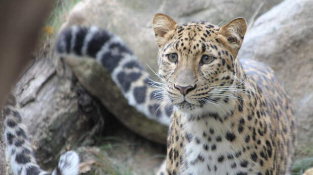 Дальневосточного леопарда из семьи кошки Герды назвали Фьюжн