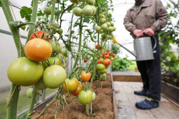 Продан, изъят, снова на продаже: как агрокомбинат, кормивший Кубань, оказался в руках бандитов