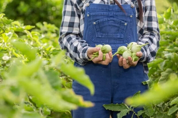 Агроном Лагута поделился оптимальной системой подкормок садовых растений