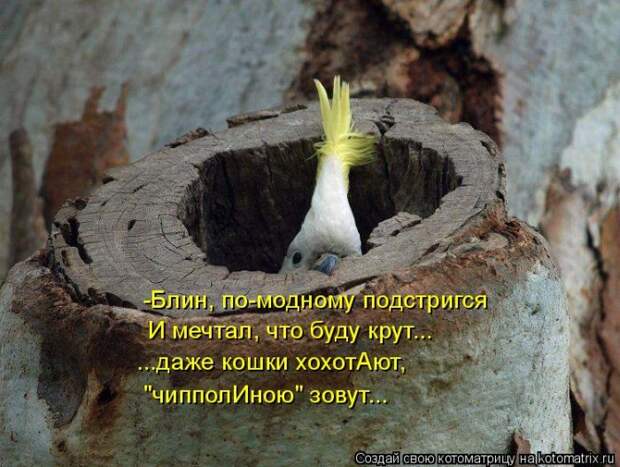 Лучшие котоматрицы недели (50 фото)
