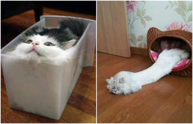 Эти странные коты, способные принимать любые формы.