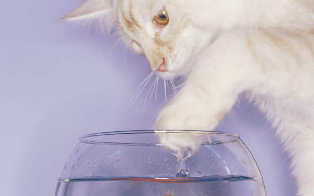 Кошки которые любят воду-7